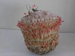 We did not find results for: Favourite Flowers Protea