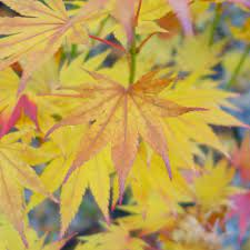 Maybe you would like to learn more about one of these? Acer Shirasawanum Jordan Jordan Full Moon Maple Trees For Sale