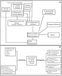 Frontiers Bone Fragility In Turner Syndrome Mechanisms And Prevention Strategies Endocrinology