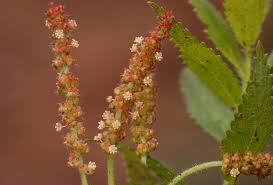 Image result for Acalypha caperonioides