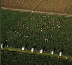 Temperatura y velocidad del viento en naivasha. Ostafrika Blumen Fur Die Welt Statt Gemuse Gegen Den Hunger Locust Invasion Reaches Kenya Leaving Devastation In Its Wake In Ethiopia And Somalia Netzfrauen Netzfrauen