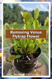 Touch device users, explore by touch. Removing Venus Flytrap Flower Plants That Eat Bugs Venus Fly Trap Plants