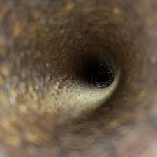 Our effective treatments of bed bugs in el paso ensure that these insects stay out of your home or business. Apex Pest Control Pest Control Service In El Paso