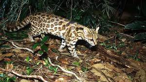 Cats(felidae) class mammaliaorder carnivorafamily felidaethumbnail description small to large carnivores with lithe, agile bodies and short faces with small, broad skulls. Neue Wildkatzen Art In Brasilien Entdeckt