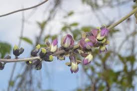 Image result for Fabaceae subfamily Papilionoideae