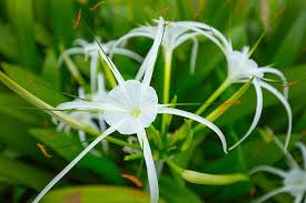 Image result for Crinum jasonii