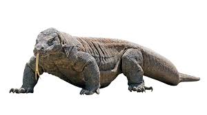 Croc vs monitor lizard national geographic. Komodo Dragon Vs Battles Wiki Fandom