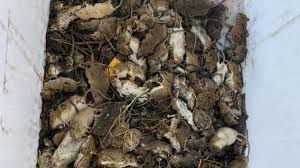 Agriculture minister adam marshall has the power to ban puppy farming in nsw. Nsw Agriculture Minister Adam Marshall Accuses Farmers Of Attempting Mouse Plague Pr Stunt Vnexplorer