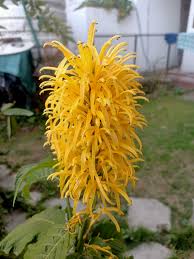 Image result for Justicia aurea