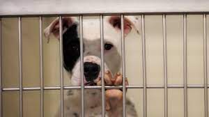 National mill dog rescue saves commercial breeding dogs from puppy mills, giving them a final chance to find happiness and comfort in a loving home. New California Laws Aim To Save More Companion Animals In Shelters Animal Legal Defense Fund