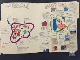 High School Biology Cell Project Uses A Folder And Everyday Images As Analogies For The Function Of Organelles Cells Project Cell High School Biology