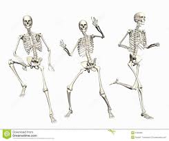 Pin By Quynh Ntx On Reference Skeletons Skeleton Drawings Posing Skeletons Anatomy Art
