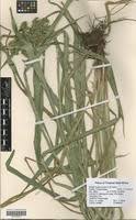 Image result for Cyperus derreilema