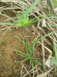 Image result for Cyperus cyperoides