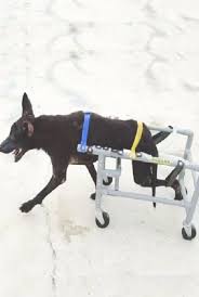 Homemade Wheelchairs For Animals Give Strays A Second Chance Video Homemade Wheelchairs Animals Give Strays Second Chance Animals Pet Supplies Pets