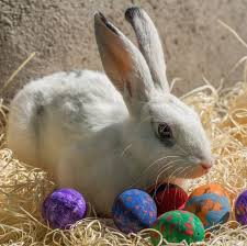 On easter, the main dish in the usa is ham, chicken, and lamb. 20 Fun Easter Trivia Facts Easter 2021 Trivia