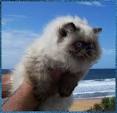 HIMALAYAN PERSIAN CATTERY IN CALIFORNIA - Kingsley Kittens ...