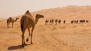 Most deserted islands are filled with trees, and a hammock would provide a comfortable place to sleep those lonely nights away. Do Camels Really Have Water In Their Humps Live Science