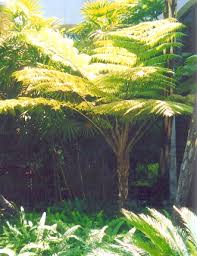 Image result for Cyphia erecta