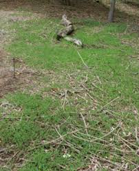 Image result for Macrotyloma axillare