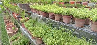 Kelebihan sistem ini ialah baja diambil oleh tanaman dengan lebih efisien. Bayu Farm Sistem Pengairan Titis Nurseri Dbkk Aktiviti Facebook