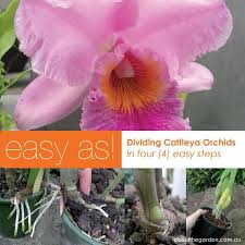 Pin By Plant This Orchids On Orchids For Beginners In 2020 Cattleya Orchid Orchids Cattleya