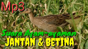 Mp3 Suara Racik Ayam Ayaman Sawah Youtube