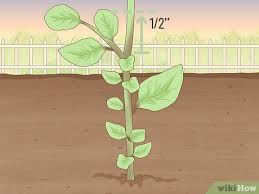 When cutting above the node, the plant divides into two, so it grows bushier and in fuller form. Easy Ways To Prune Basil Plants 11 Steps With Pictures
