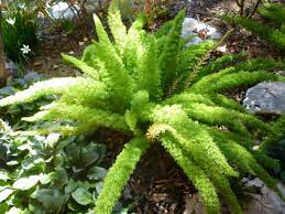 Check spelling or type a new query. Foxtail Fern Learn The Downside Of Planting This Variety Of Fern Dengarden