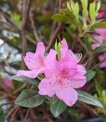 Image result for Rhododendron