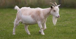 Последние твиты от goat (@goatapp). Tesco Suspends Goat S Milk Supplier Over Animal Abuse Supply Management