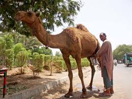 A herd of 40 camel breeders would be purchased and raised in conventional farming system. Camel Milk Better Research Marketing Can Enhance Production Says Experts