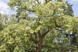 Image result for Robinia