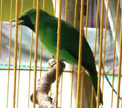 Harga burung ciblek untuk disaat ini berkisar antara rp 30 sampai 700 ribuan, seluruh terkait mutu serta rupanya. 9 Jenis Burung Kelas Atas Untuk Hobi Para Sultan Duniapeternakan Com