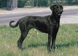 Majorca shepherd dog's origin, price, personality, life span, health, grooming, shedding, hypoallergenic, weight, size & more majorca shepherd dog information & dog breed facts. Majorca Shepherd Dog Alchetron The Free Social Encyclopedia