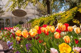 Thanksgiving point's annual tulip festival, presented with utah community credit union (uccu), returns to the ashton gardens from april 9 to may after the tulip bulbs are removed from the flower beds, they are available for purchase from the ashton gardens. Bulbs From The 2018 Tulip Festival Thanksgiving Point Facebook