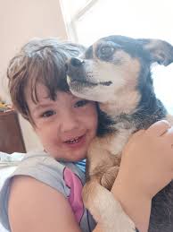 UPDATE: last spotted november 12th at Harvard dr & desco dr mesquite tx !  please message me if you have seen anything, he has been missing for a week  now! 🥲🙏