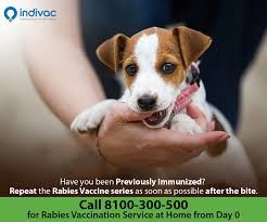 Pin On Rabies Vaccination