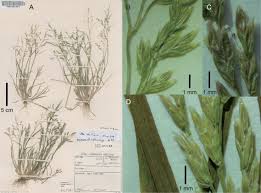 Image result for Poa schimperiana