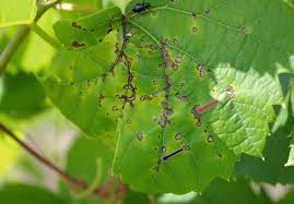 Image result for Pseudopeziza tracheiphila