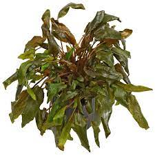 Cryptocoryne wendtii, the wendt's water trumpet, is a species of herb which is a popular aquarium plant which is native to sri lanka. Cryptocoryne Wendtii Tropica In Vitro Xl Aquasabi Aquaristik Shop