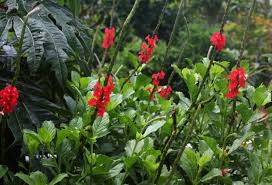 Image result for Stachytarpheta urticifolia