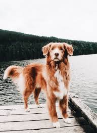 Julawonderland Puppies Cute Animals Animals