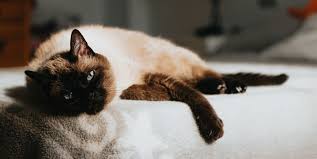 See full list on vetstreet.com How To Tell If Your Cat Is Sick What S Wrong With My Cat Kyle Pet Vet