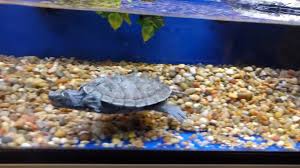 Kohni is endemic to the central united states. File Mississippi Map Turtle Swimming In Tank Gk Webm Wikipedia