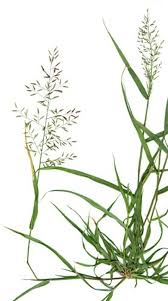 Image result for Eragrostis macrochlamys