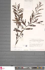 Image result for Cissus cornifolia