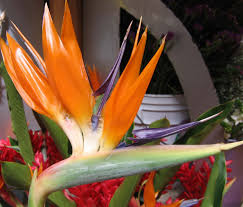 Costa rica tropical fruits identification guide (laminated foldout pocket field guide) (english and spanish edition). Culture