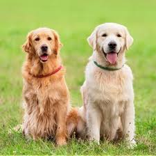 We started off with toy breeds, yorkies, papillions and now goldens. Golden Retriever Puppies For Sale Adoptapet Com