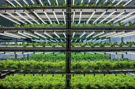 Home designing blog magazine covering architecture, cool products! How India S Hydroponic Farmers Are Building Businesses Forbes India